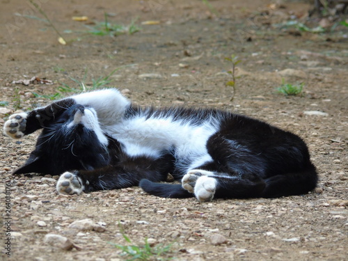 Gato estirandose despues de la ciesta photo