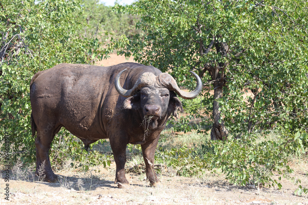 Obraz premium Kaffernbüffel / Buffalo / Syncerus caffer