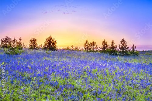 spring landscape with flowering blue flowers in meadow