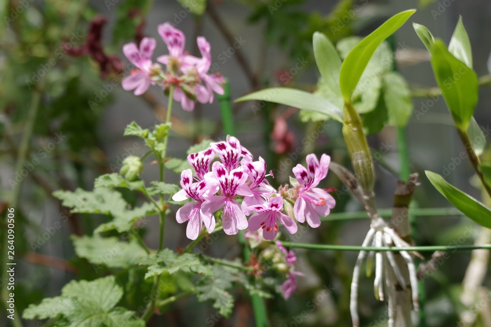 フェアエレン・ゼラニウム