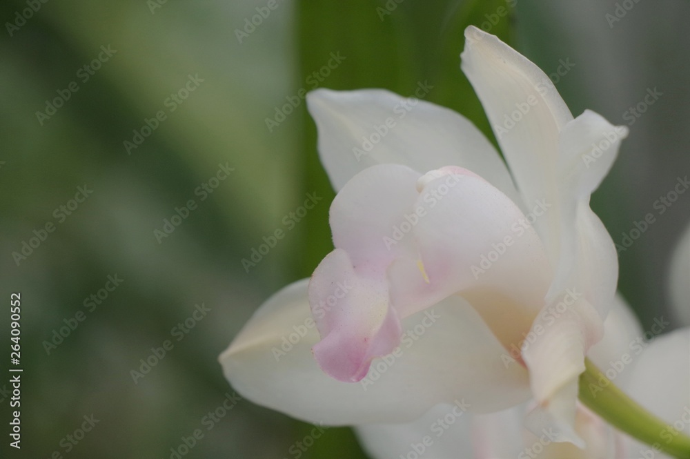 Fototapeta premium デンドロビウム