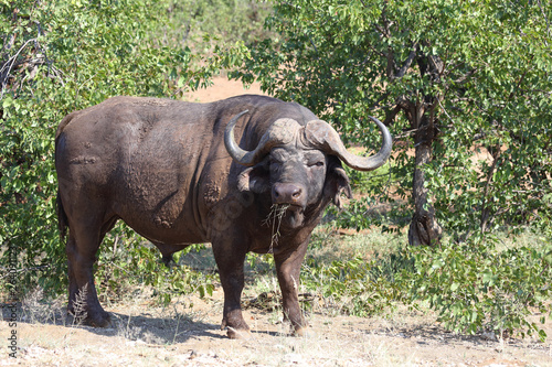 Kaffernb  ffel   Buffalo   Syncerus caffer