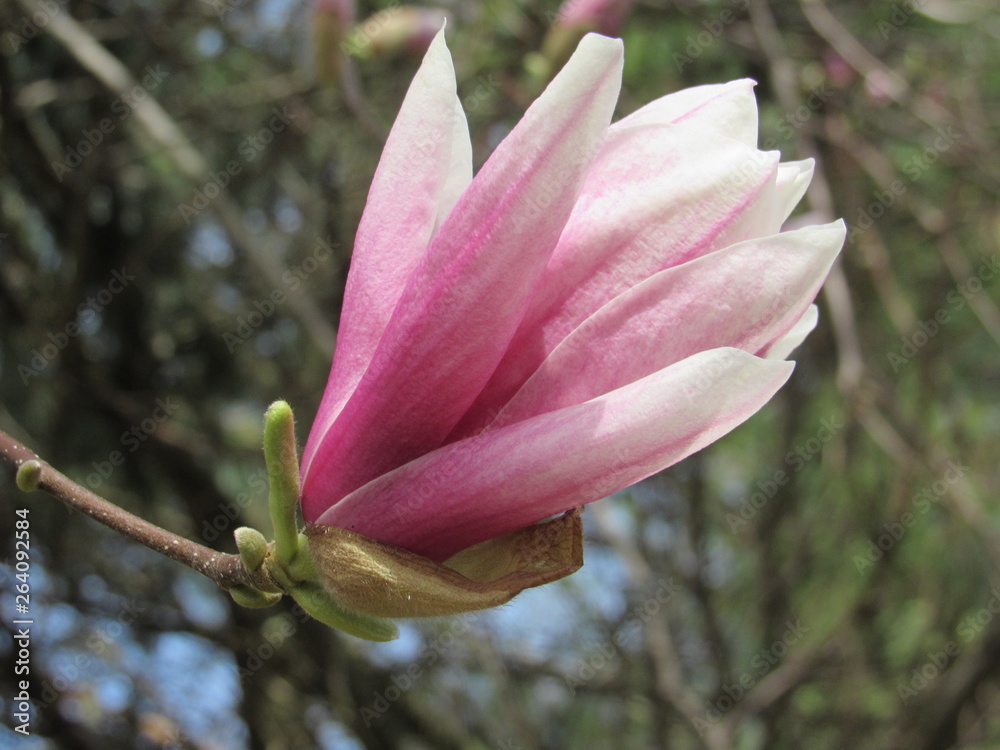 Macro magnolia bloom Macro magnolia bloom