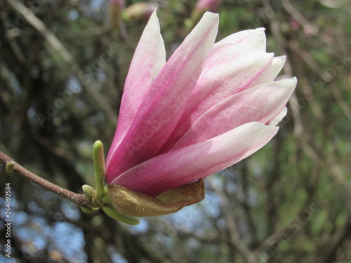 Macro magnolia bloom