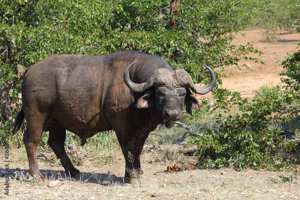 Kaffernbüffel / Buffalo / Syncerus caffer Kaffernbüffel / Buffalo / Syncerus caffer