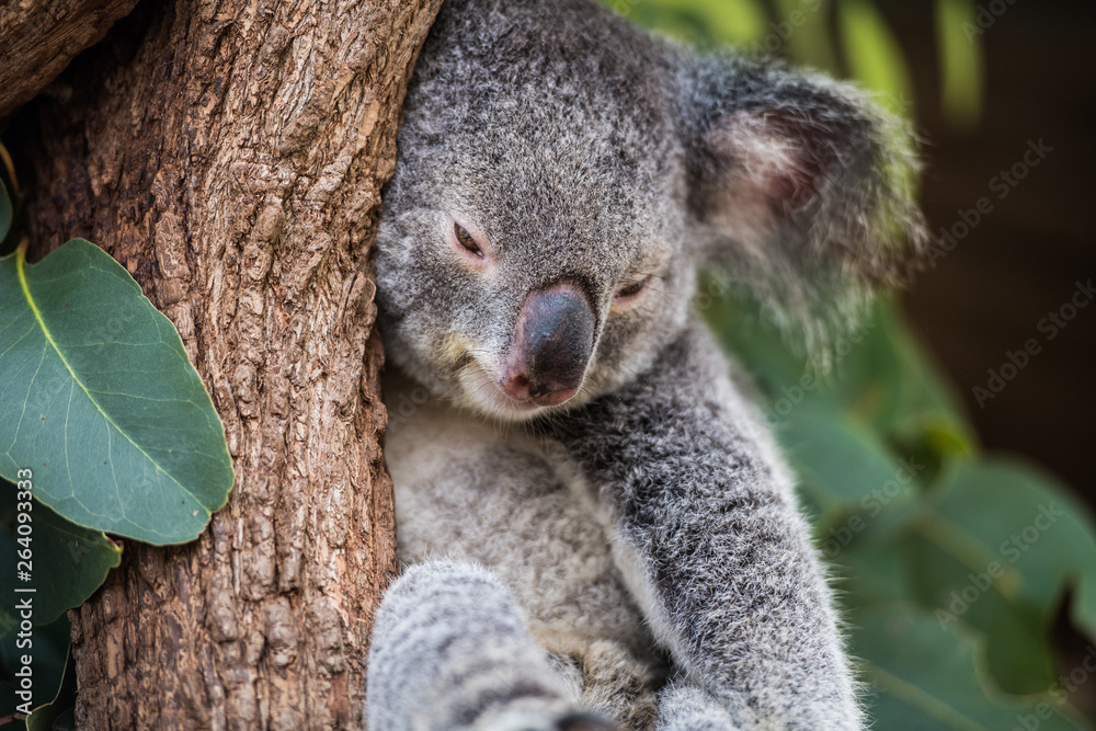 Obraz premium koala in tree