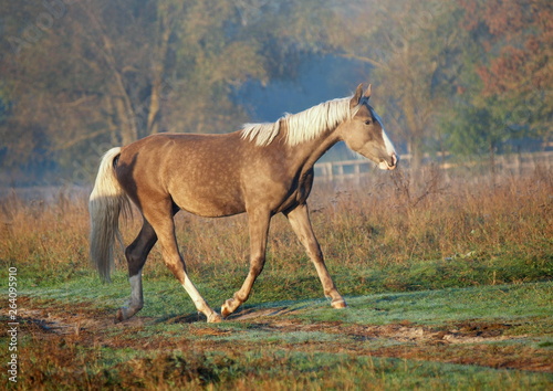 The  silvery-black stallion trots on a meadow in the autumn morning