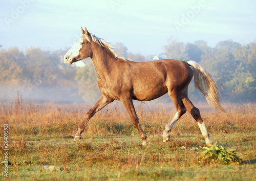 The  silvery-black stallion trots on a meadow in the autumn morning © goldika