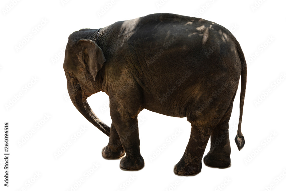 Big Thai Elephant isolate on white Big Thai Elephant isolate on white