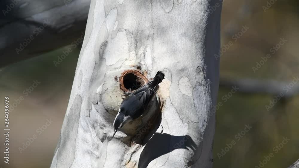White breasted nuthatch builds a nest in the cavity of a sycamore tree on a sunny morning.