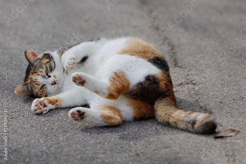 Foto 三毛猫