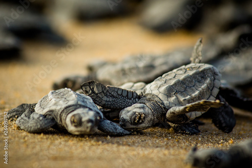 Fototapeta Baby hatchling sea turtles struggle for survival as they scamper to the ocean in