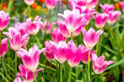 Pink tulips flower © jackung