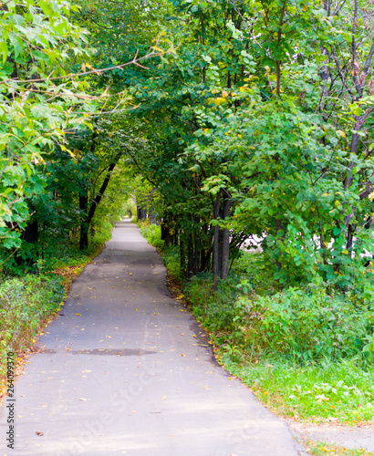 walkway lane path through the forest at summer. background, nature