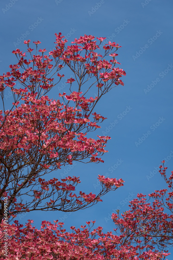 Coral pink of spring blooming dogwood flowers on dogwood tree against a clear blue sky, as a background, springtime in the Pacific Northwest Coral pink of spring blooming dogwood flowers on dogwood tree against a clear blue sky, as a background, springtime in the Pacific Northwest