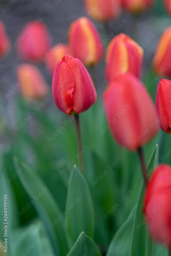 Close up of red, and red and yellow, tulips growing in a home garden, springtime in the Pacific Northwest