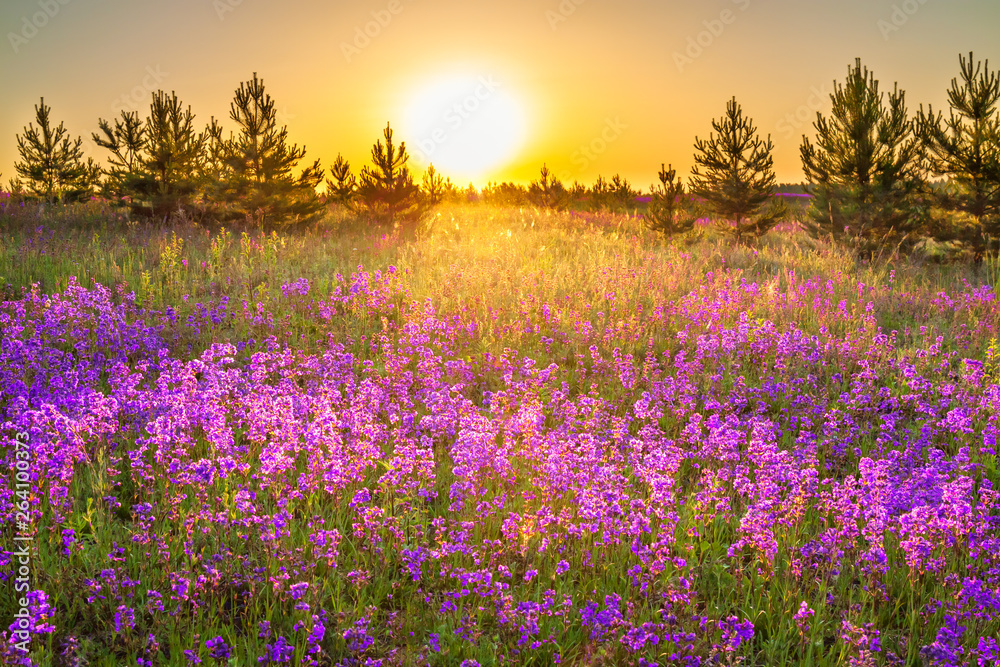 spring landscape with  flowering purple flowers on meadow