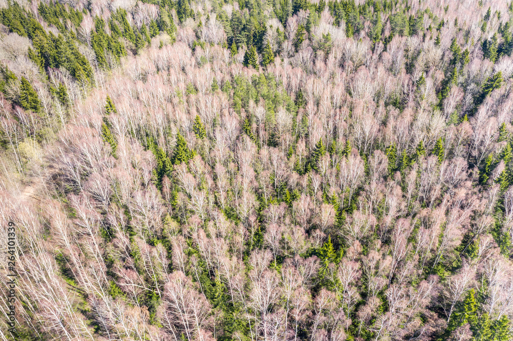 texture of forest view from above. forest pattern. aerial view texture of forest view from above. forest pattern. aerial view