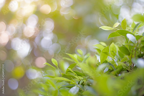 Spot focus Close-up, green leaves Blurred bokeh as background In the natural garden in the daytime © Pongvit
