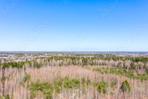 aerial view of forest of birch and green fir trees on a sunny spring day with clear blue sky