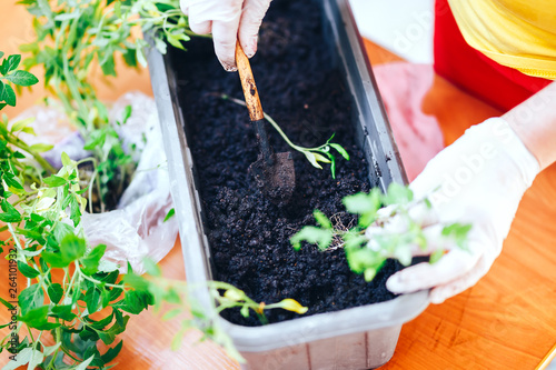 Woman's hands in white gloves plant seedlings of tomato in plastic black pot at home. Transplanting seedlings in a pot