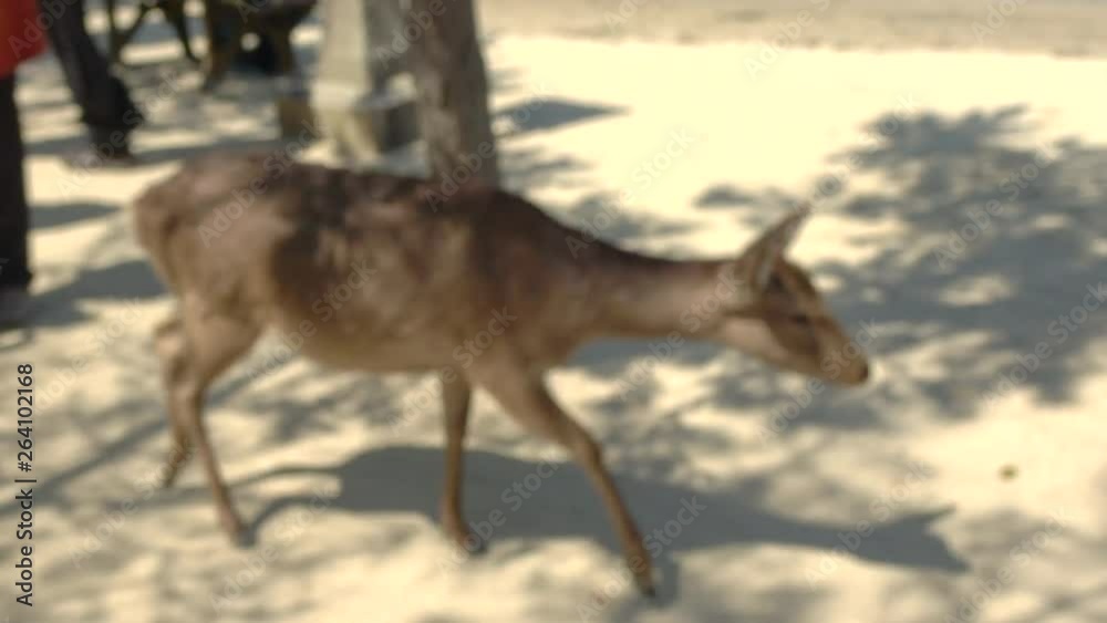Blurred shot of the deer walking on Miyajima in Hiroshima, Japan, 4K Blurred shot of the deer walking on Miyajima in Hiroshima, Japan, 4K