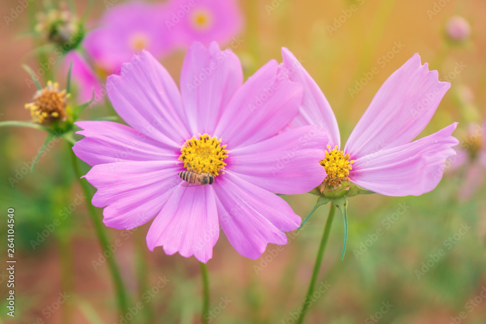 Cosmos colorful flower in the beautiful garden Cosmos colorful flower in the beautiful garden