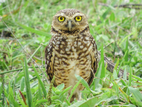 owl on branch