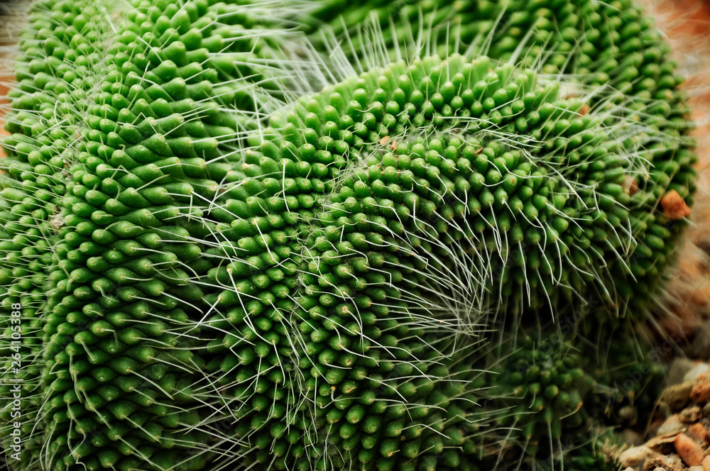 Close up of spiny cactus with spiral pattern