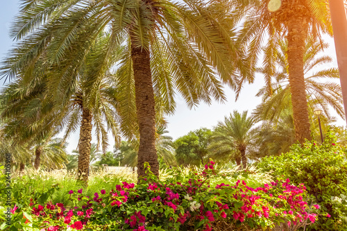 Tall palm trees in the flowered southern garden.