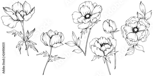 Vector Anemone floral botanical flowers. Black and white engraved ink art. Isolated anemone illustration element.