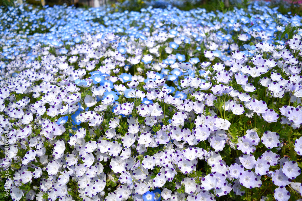 静岡愛鷹運動公園の花