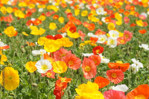 アイスランドポピー