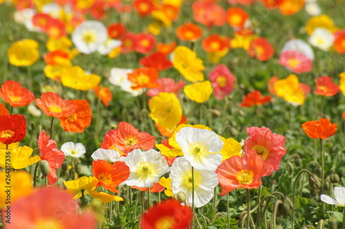 アイスランドポピー