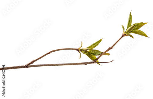 branch of lilac bush with young green leaves. isolated on white background