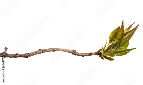 branch of lilac bush with young green leaves. isolated on white background
