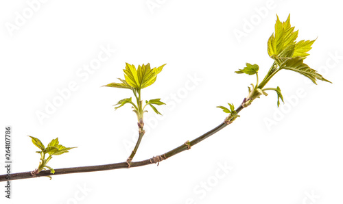 maple tree branch with young green leaves. isolated on white background