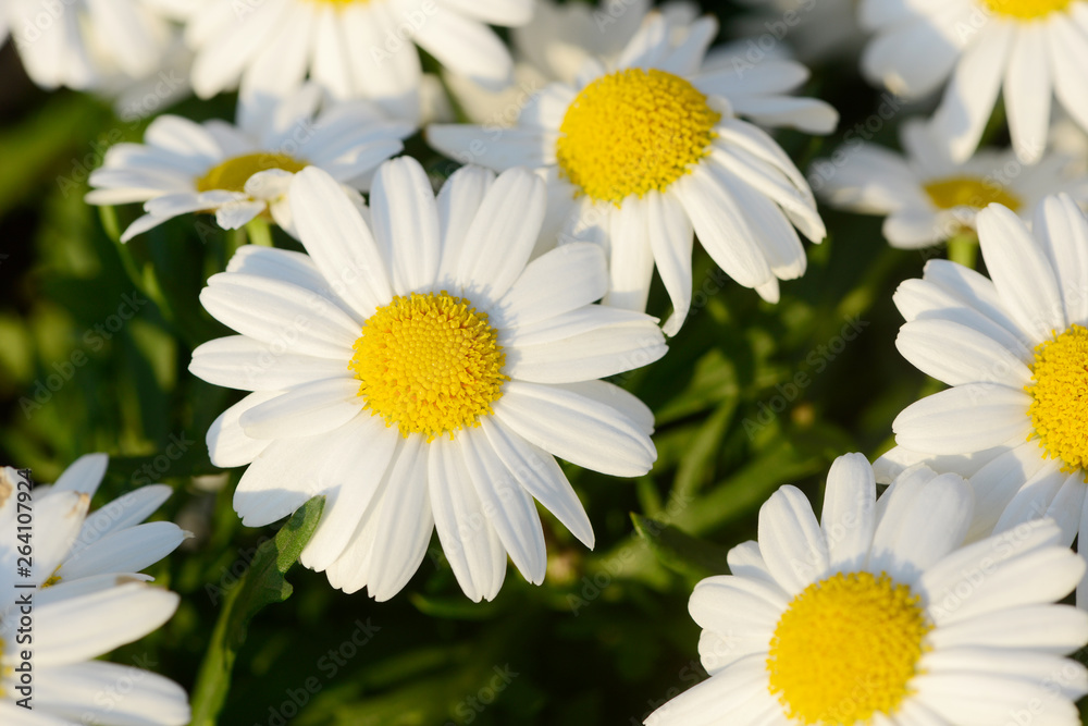 Fototapeta premium Marguerite in the nature