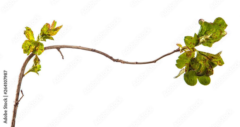 branch currant bush with leaves affected by the disease. isolated on white background branch currant bush with leaves affected by the disease. isolated on white background