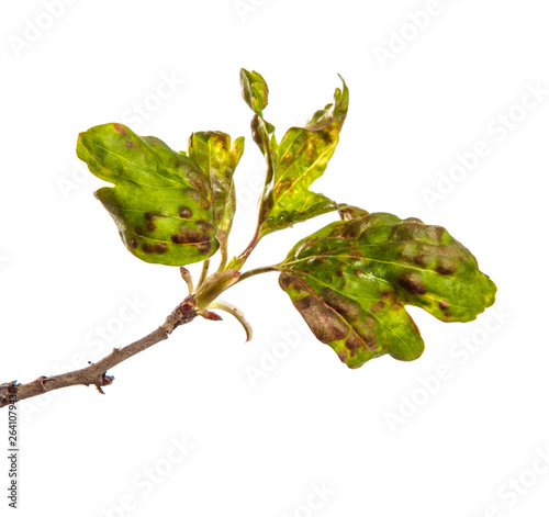 branch currant bush with leaves affected by the disease. isolated on white background