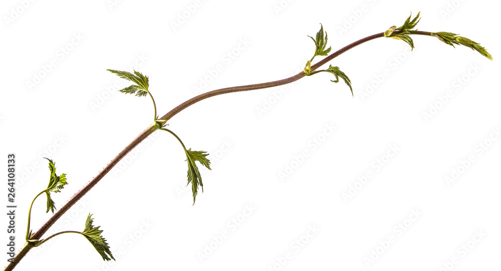 Green leaves of a climbing plant with a vine. isolated on white background Green leaves of a climbing plant with a vine. isolated on white background