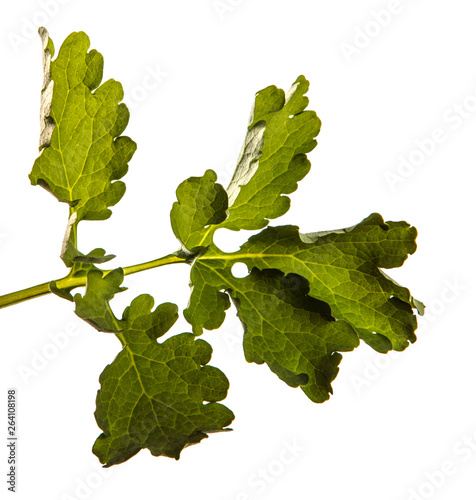 green leaf celandine. isolated on white background