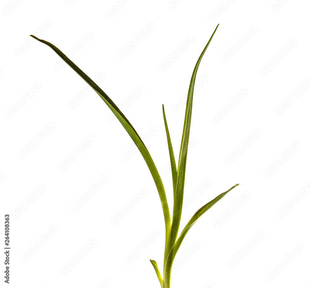 young sprouts of daylily flowers. green leaves. isolated on white background