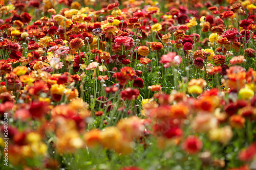 Close up view of Ranunculus flowers buttercup in a field aka blooms in vibrant warm colors of red orange, yellow. Spring time © olga pavlovski