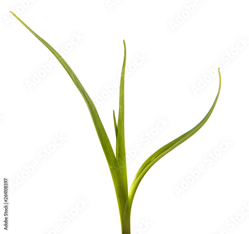 Wallpaper Mural young sprouts of daylily flowers. green leaves. isolated on white background Torontodigital.ca