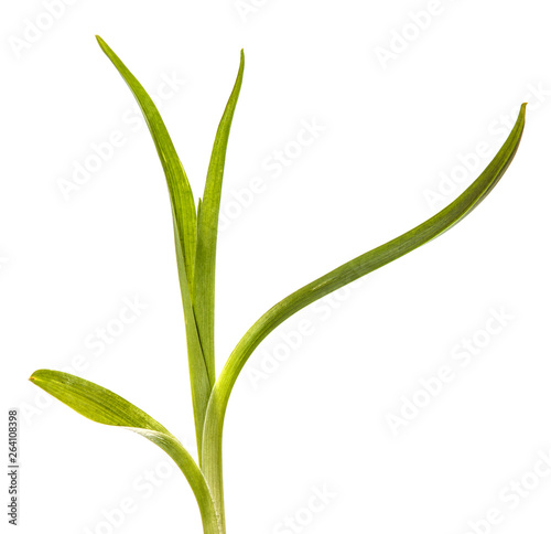 Wallpaper Mural young sprouts of daylily flowers. green leaves. isolated on white background Torontodigital.ca