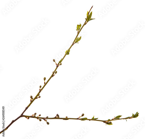branch of the plum tree. green young leaves. isolated on white background