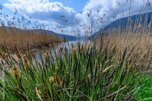 reed at lake ossiacher see, austria photo