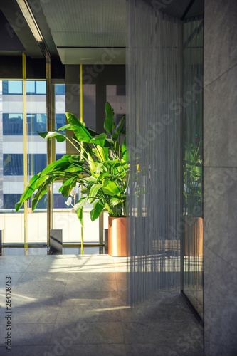 End of corridor, plants under morning light