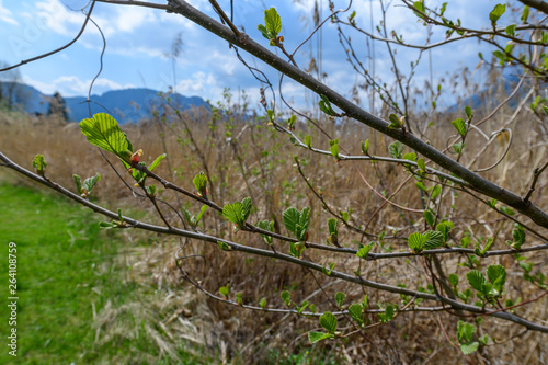 european alder, alnus glutinosa, near lake ossiacher see photo